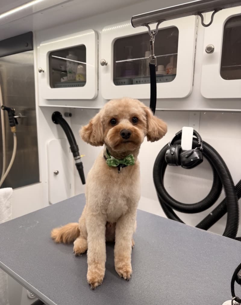 A small apricot toy poodle on the grooming table inside the mobile van, dryer hose and cabinets behind