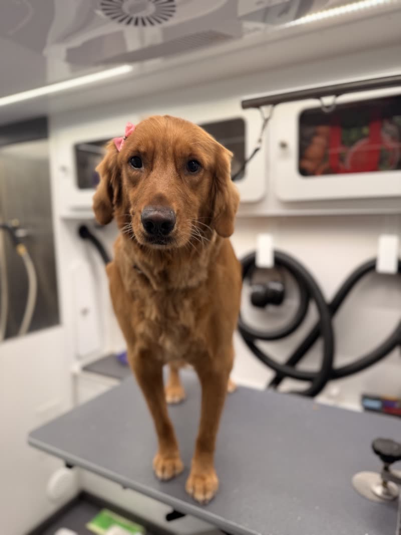 A golden retriever standing on the grooming table inside the mobile grooming van