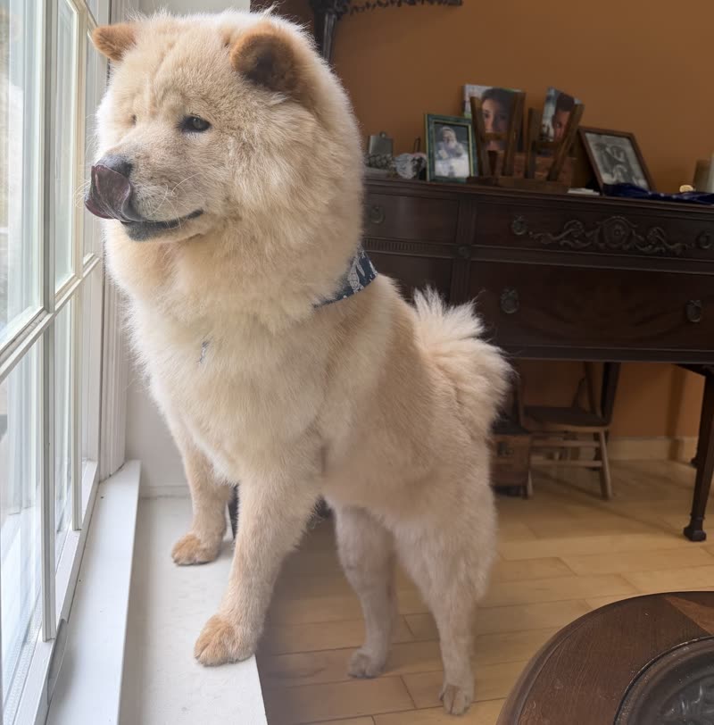 A cream Chow Chow standing in a living room at home after a full groom