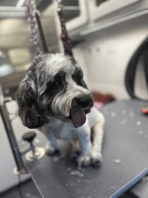 A black-and-white cocker-type dog mid-groom on the mobile van table, clipped fur scattered around