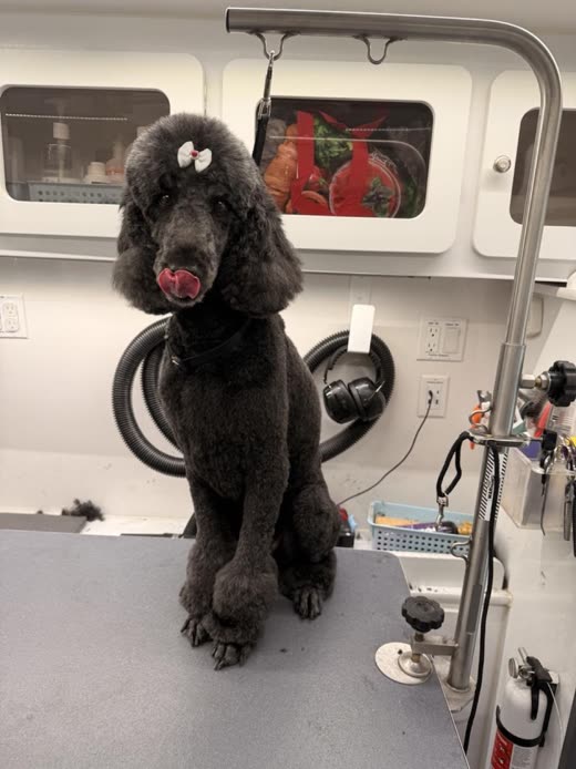 A black standard poodle in a full scissored trim with a white bow in its topknot