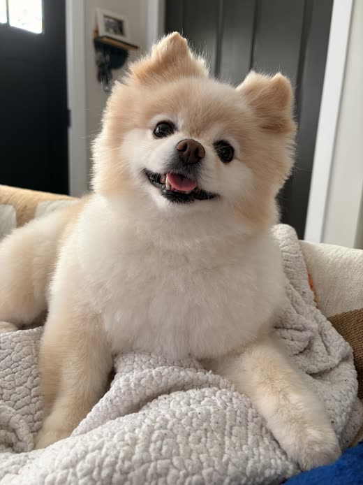 A cream Pomeranian with a fully fluffed-out coat resting on a sheepskin bed