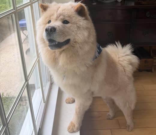 A cream Chow Chow indoors by a window with a full brushed-out coat