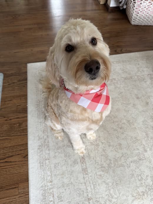 A cream doodle on a rug at home wearing a pink gingham bandana after its groom
